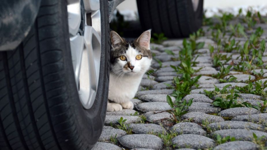 Os gatos usam o automóvel como abrigo do frio. Cuidado antes de seguir viagem