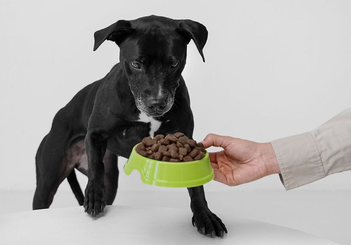 Como Lidar com a Possessividade do Cão com Comida, Brinquedos e Outros Objetos