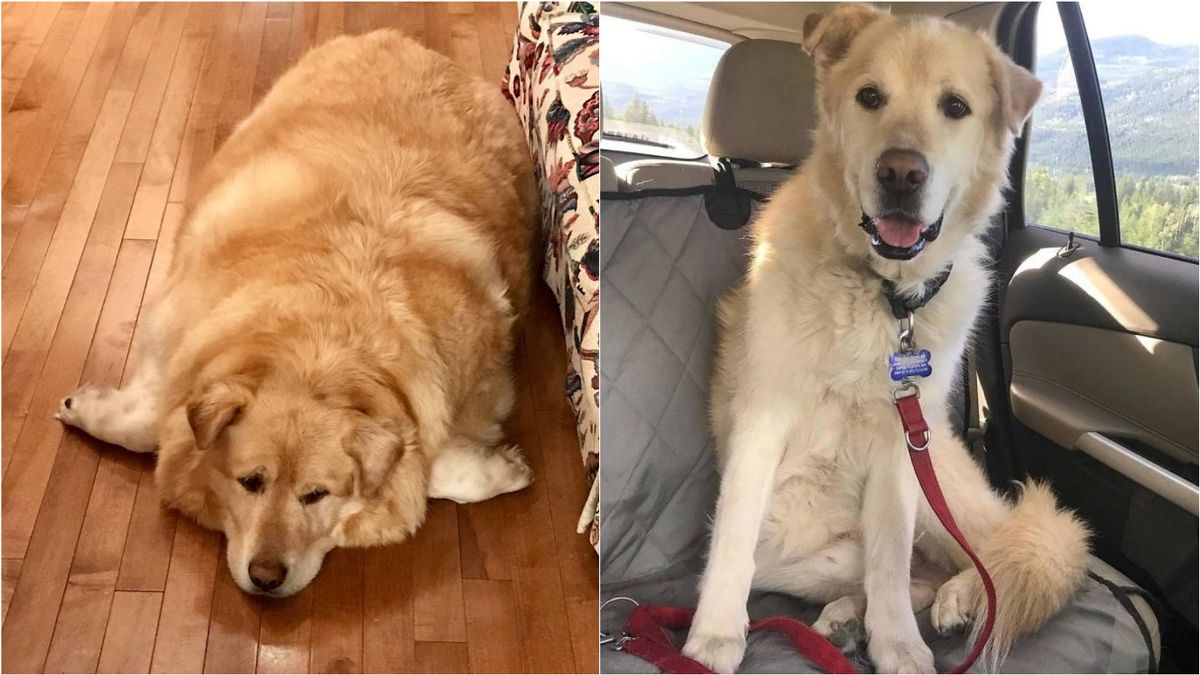 Cão golden retriever obeso que seria sacrificado por dono é salvo, emagrece e vira cão de terapia