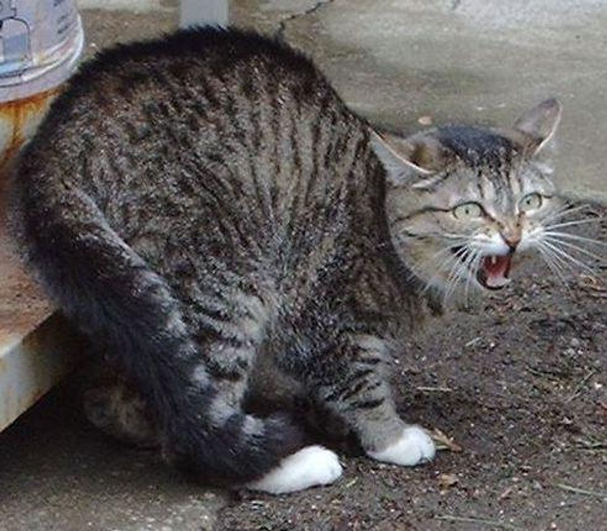 Por que os gatos bufam?