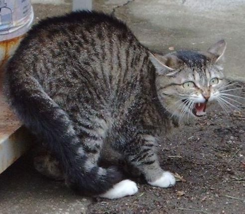 Por que os gatos bufam?