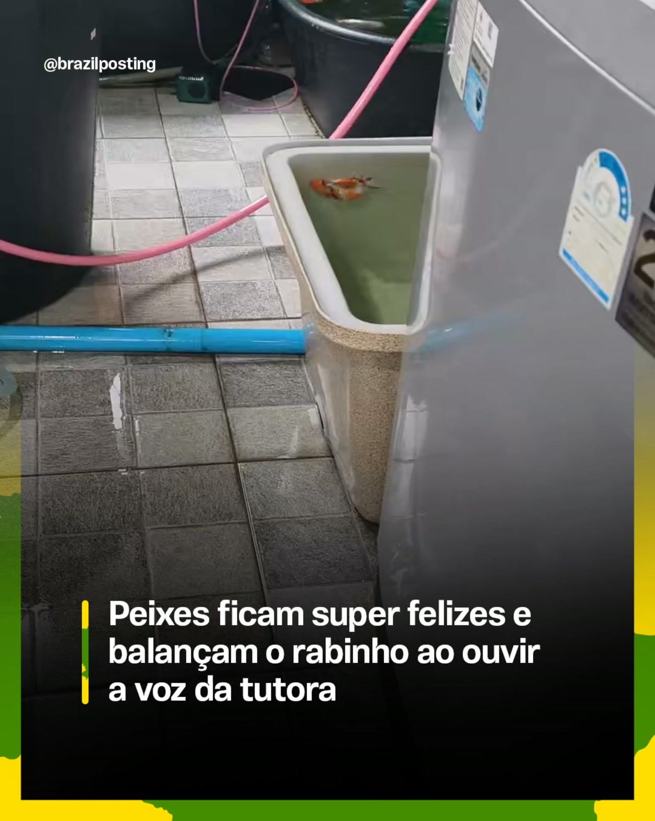 Peixes reconhecem a voz de tutores e reagem com movimento de cauda