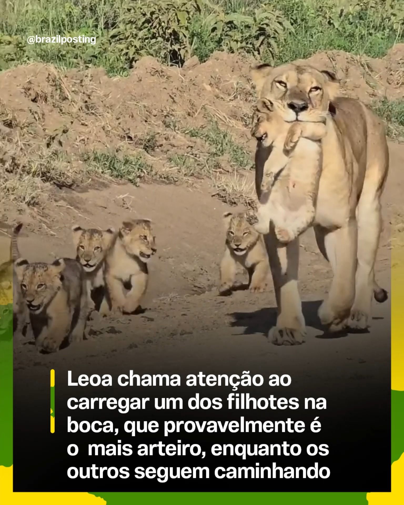 A leoa que carrega o filhote na boca: o instinto materno que mobiliza a ninhada inteira