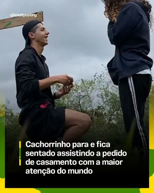Cachorro para e assiste pedido de casamento com atenção impressionante