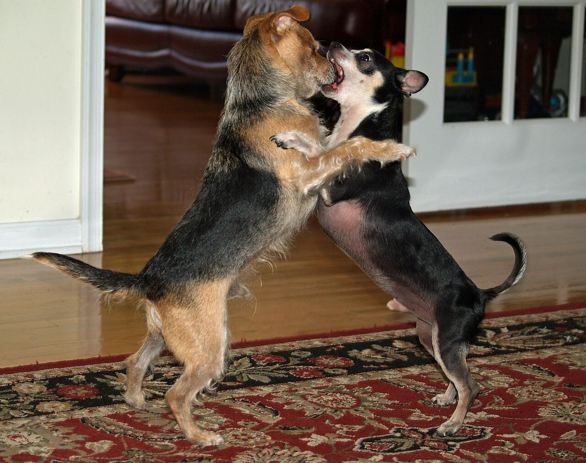 Comportamento canino