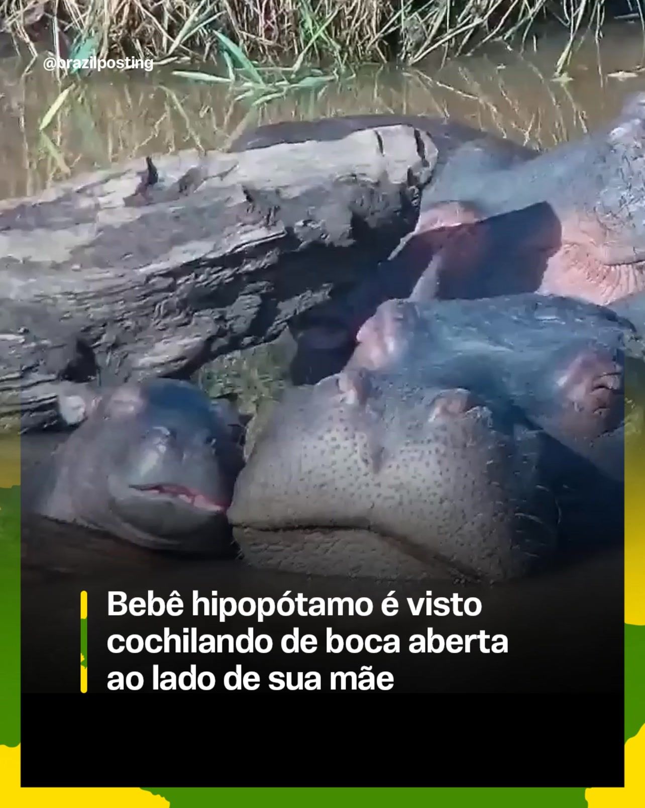Filhote de hipopótamo dormindo de boca aberta no colo da mãe: fofura genuína embalada em mil quilos de perigo