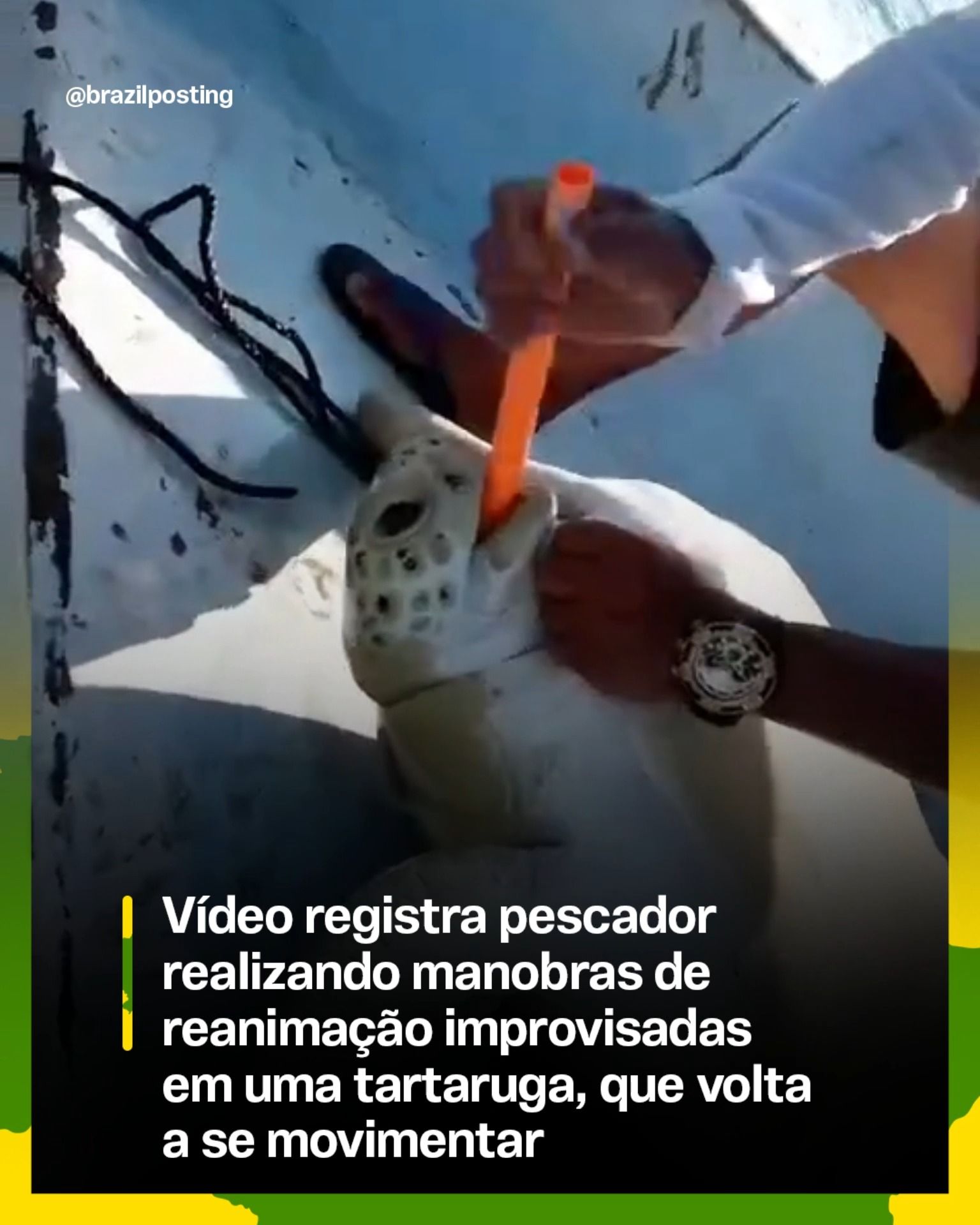 Pescador revive tartaruga aparentemente morta: manobras de reanimação funcionam