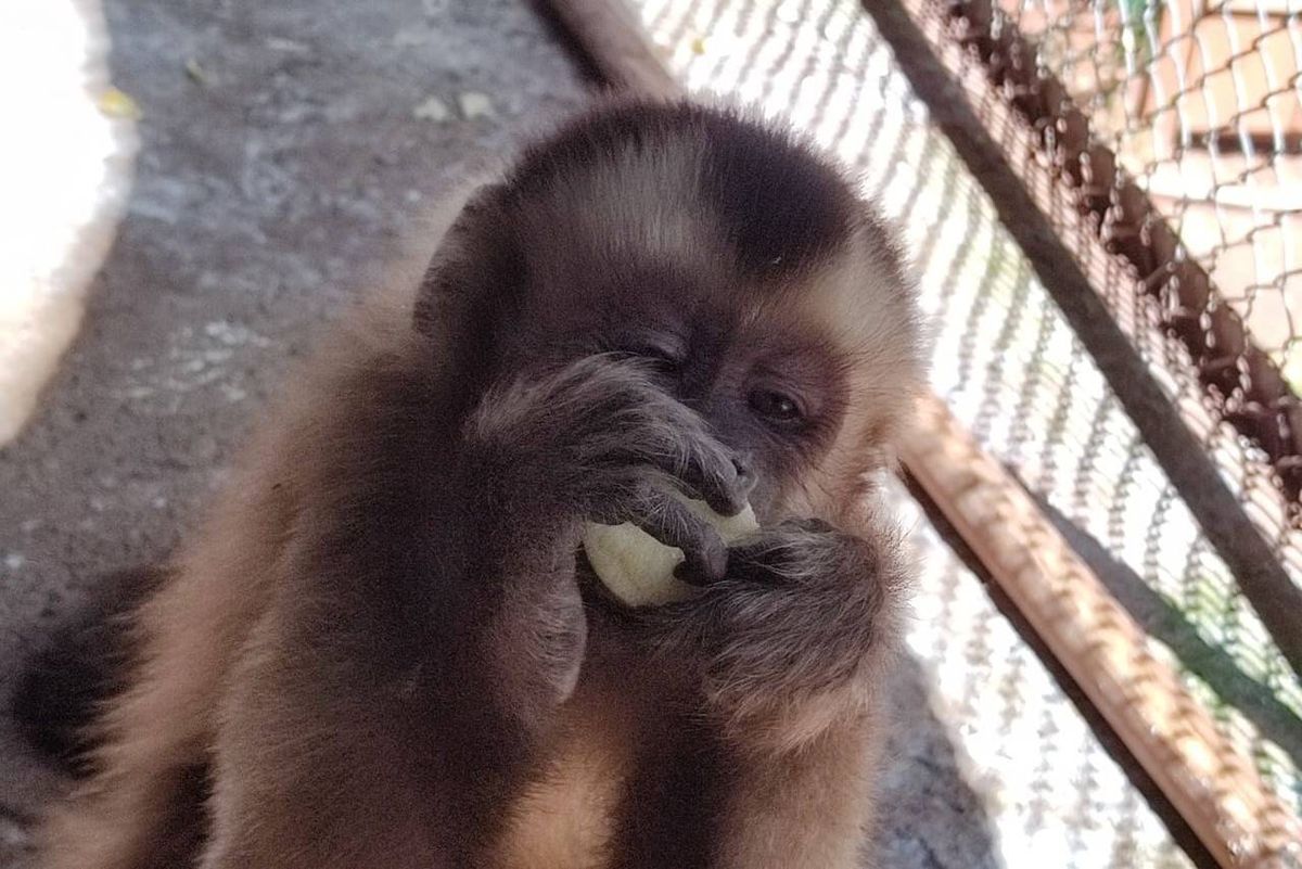 Criado em cativeiro, macaco-prego-do-papo-amarelo se reabilita para voltar à natureza