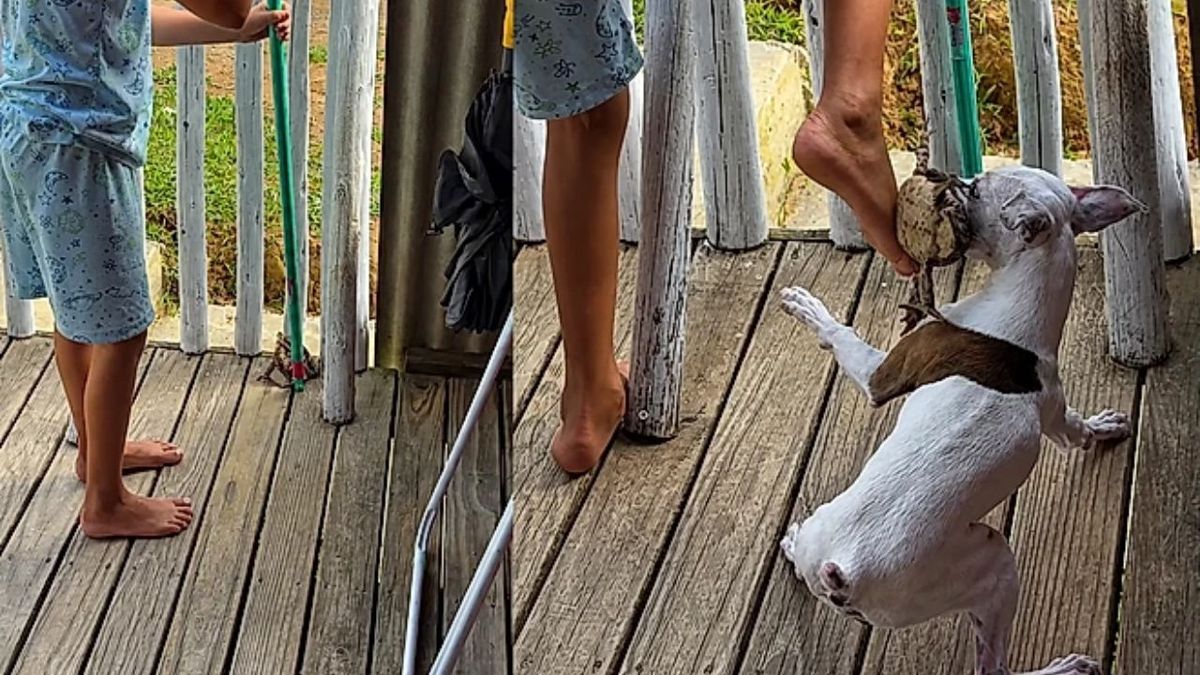 Tentativa de retirar sapo do jardim vira caos e cachorro rouba a cena em vídeo viral