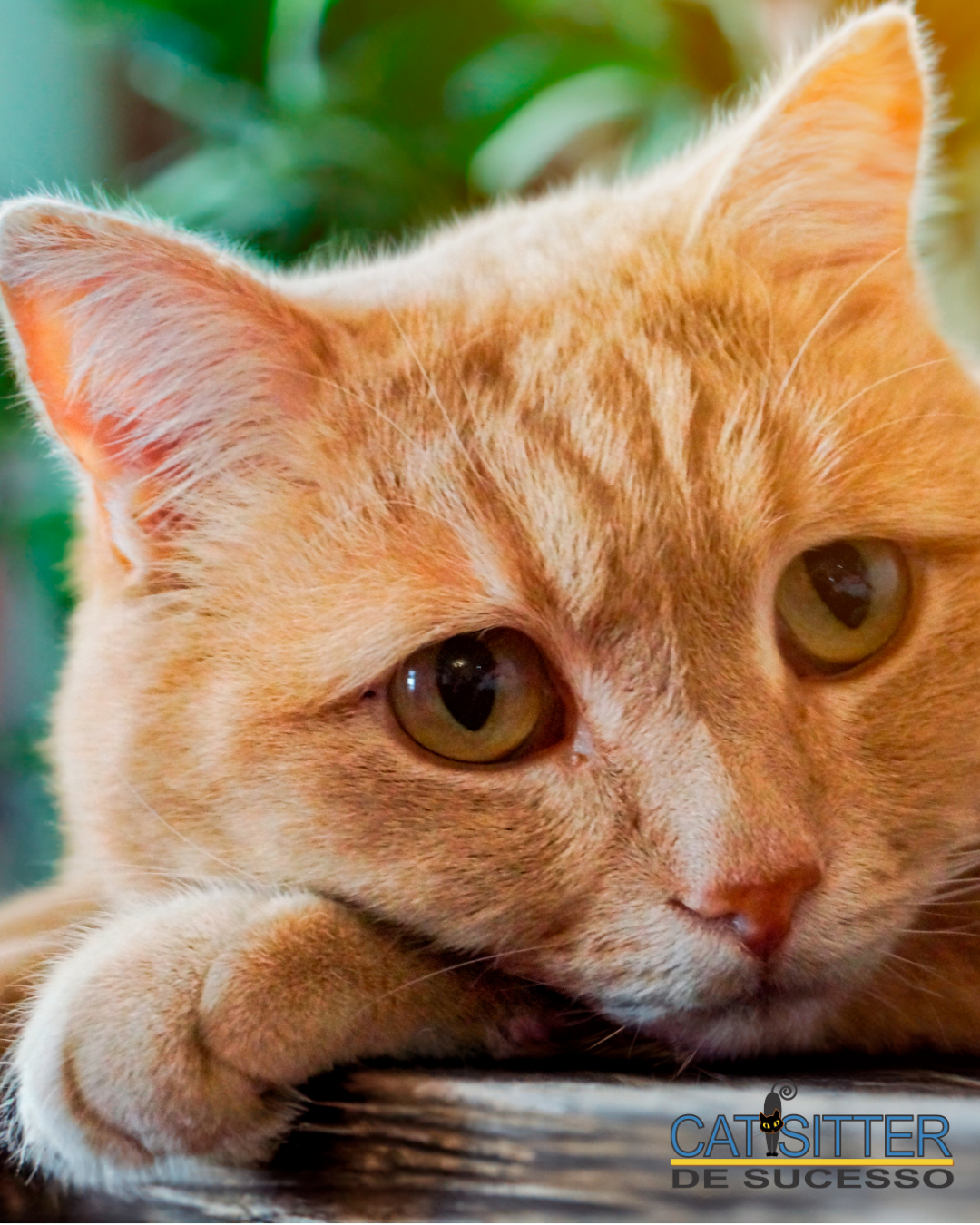Gatos Sentem Emoções dos Humanos? A Ciência Diz!