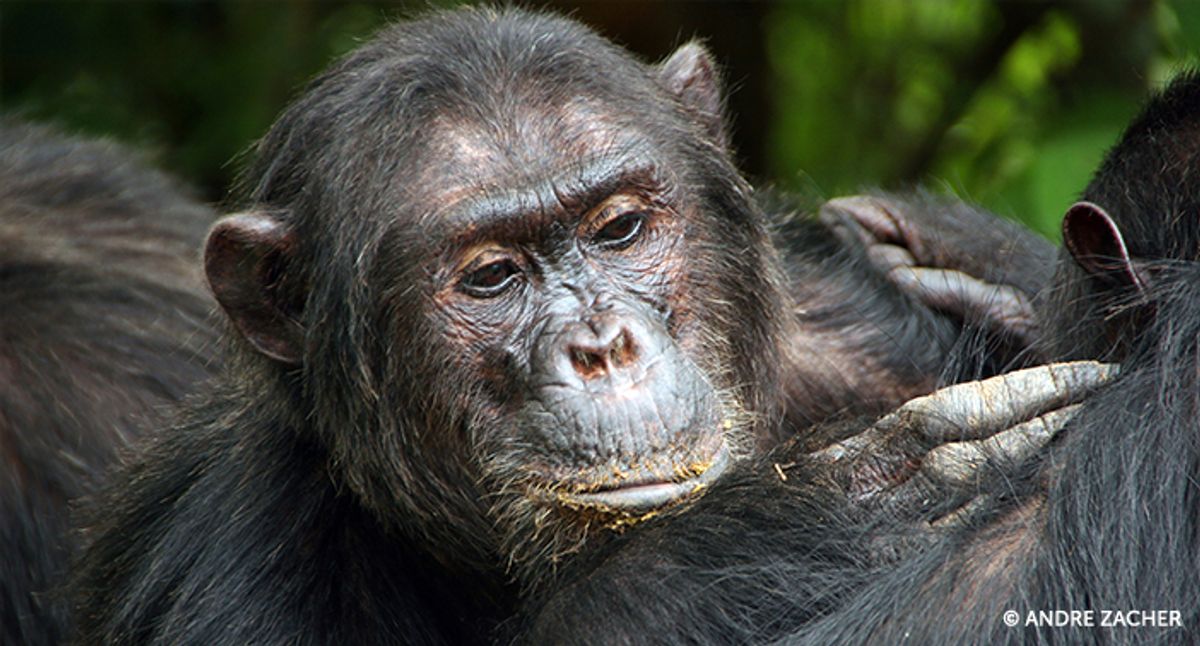 From Top to Bottom, Chimpanzee Social Hierarchy is Amazing!