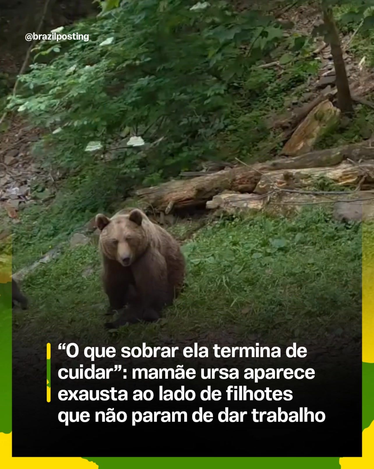 A mamãe ursa cansada tem motivo: ela cria os filhotes sozinha por até dois anos e meio