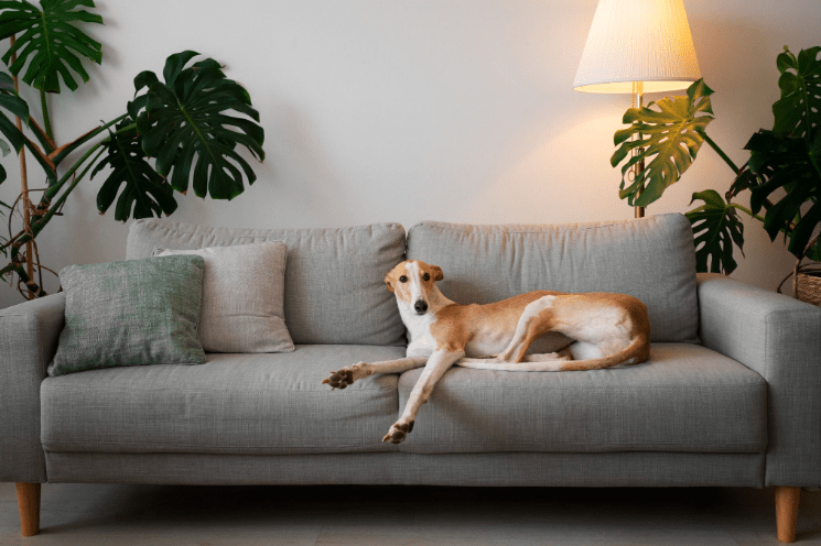 Tecnologia para pets: câmeras de monitoramento viram aliadas de quem passa o dia longe de casa