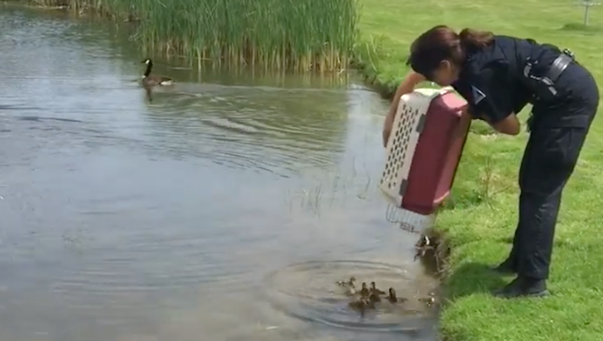 Cop Dumps 10 Orphaned Ducklings Into A Pond, And They Immediately Get New Mom