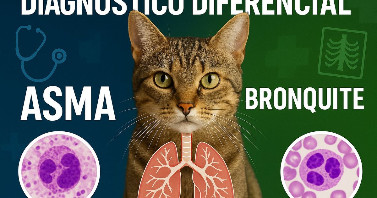 Asma Felina vs. Bronquite Crônica: Um Guia Completo de Diagnóstico Diferencial