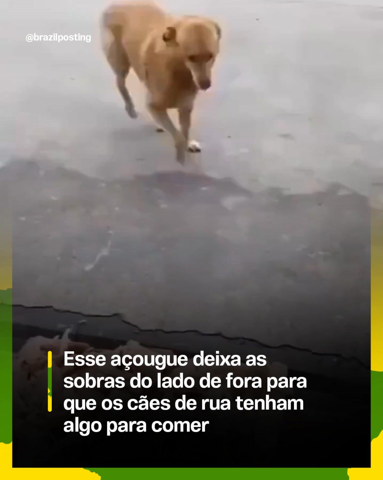 Açougue que separa as sobras pros cachorros da rua: o gesto cabe num costume maior que ninguém ensina