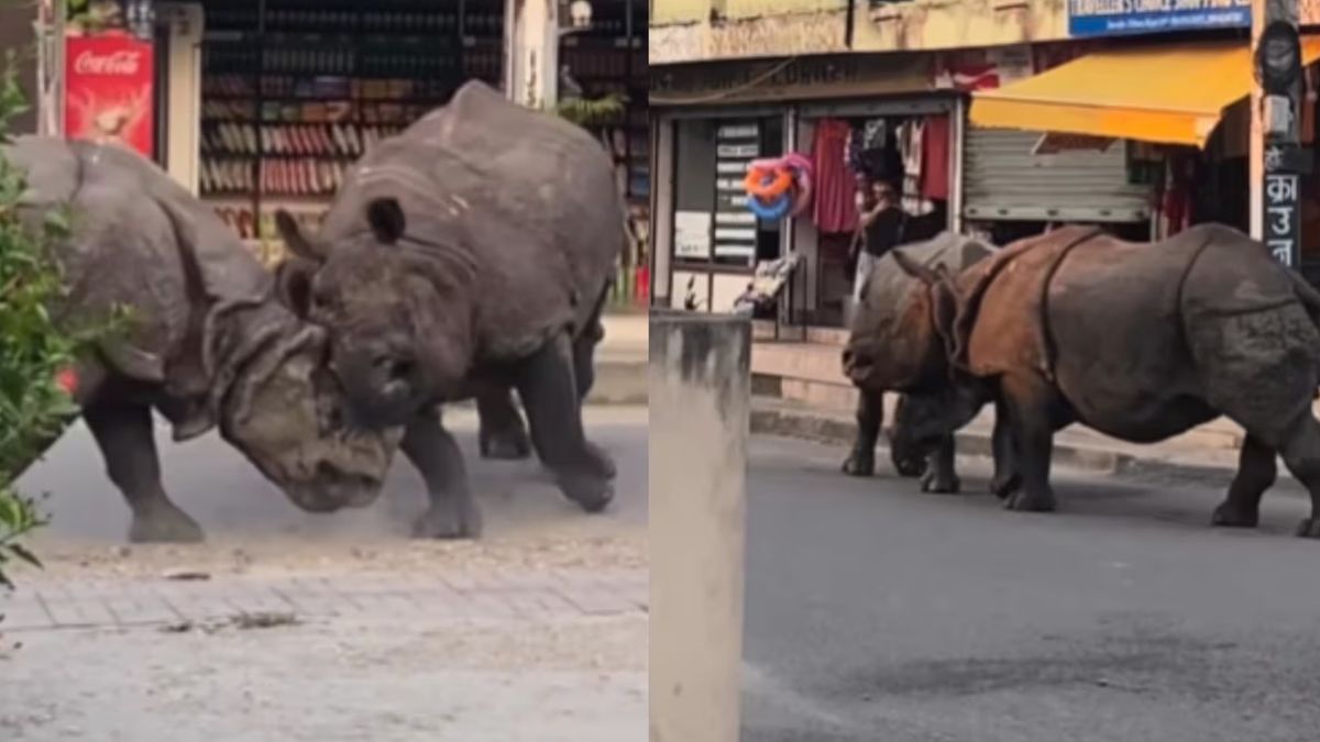 Dos rinocerontes se pelearon en plena calle de Nepal y el video es brutal