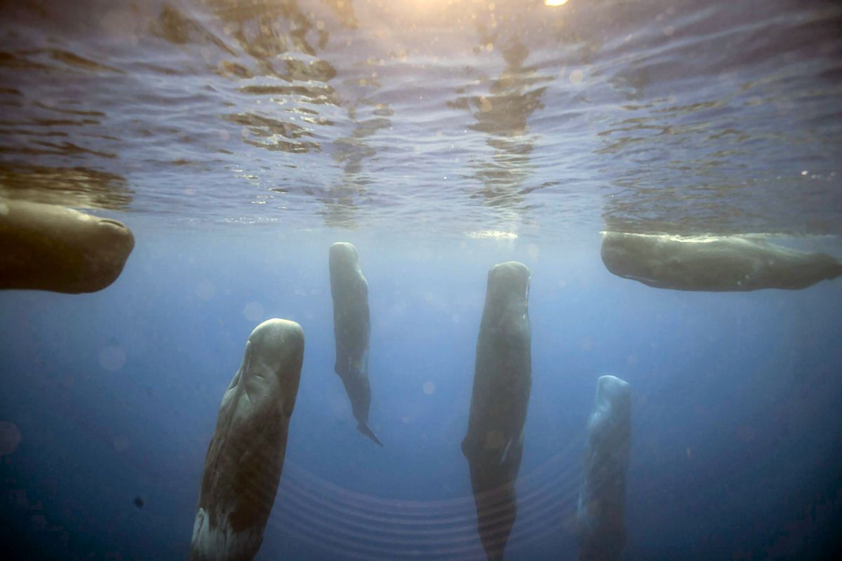 Como os animais marinhos dormem em segurança debaixo d'água?