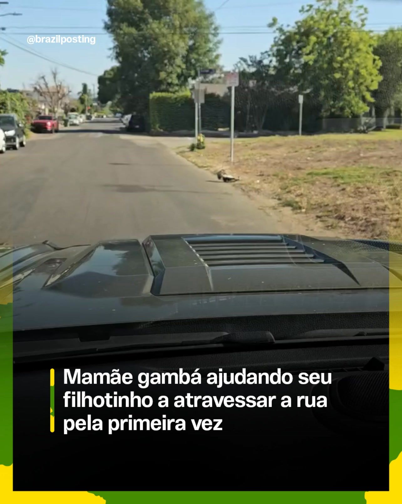 Mamãe gambá guiando filhote pela rua: o que a biologia diz sobre essa cena que derrete a internet