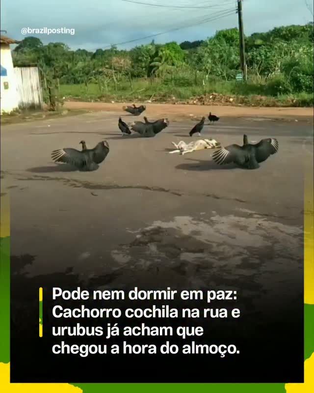 Urubu confunde cachorro que cochila com cadáver: mito e realidade
