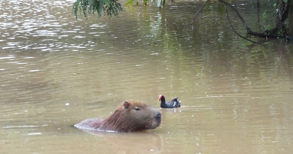 Mutualismo entre aves e mamíferos