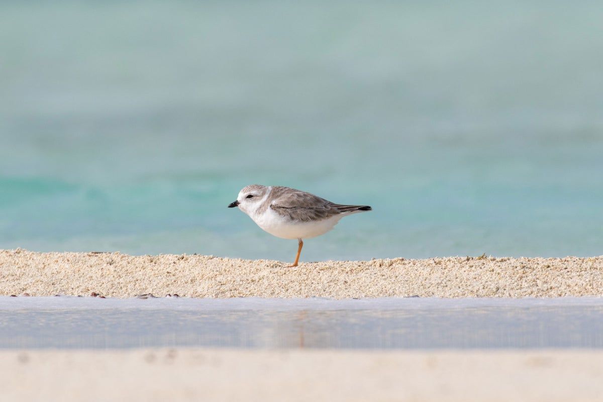 Avian Cognition and Human-Animal Bonds