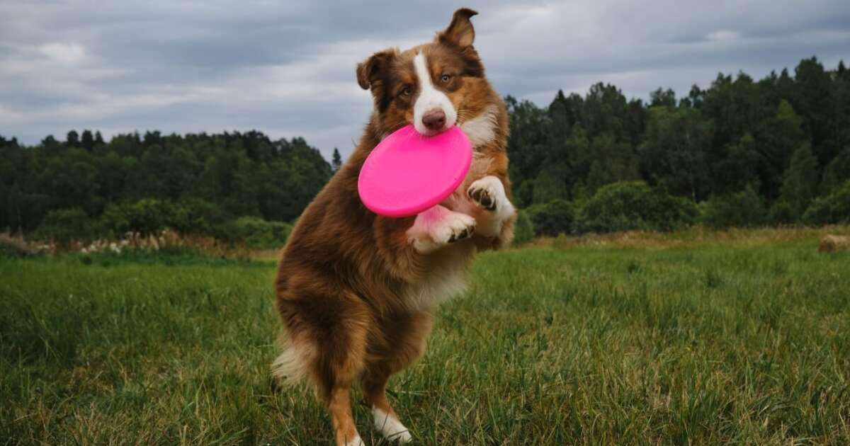 8 brinquedos para acalmar o cachorro