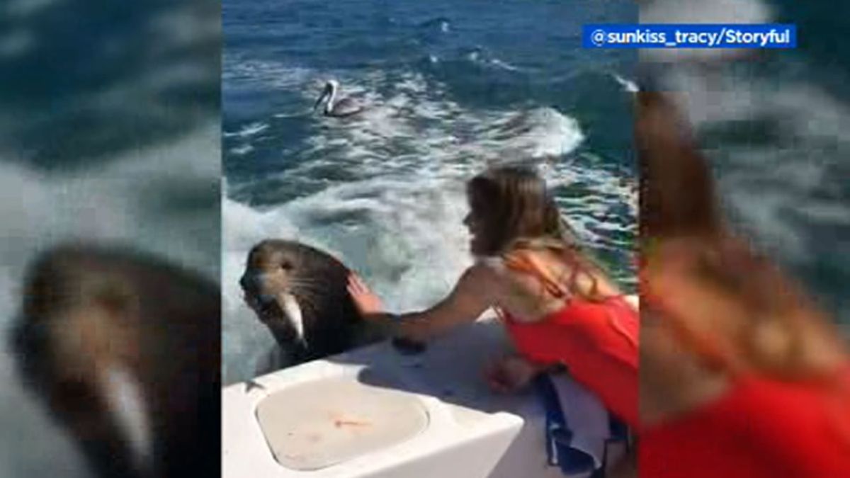 Sea lion jumps on boat for fish lunch in Mexico