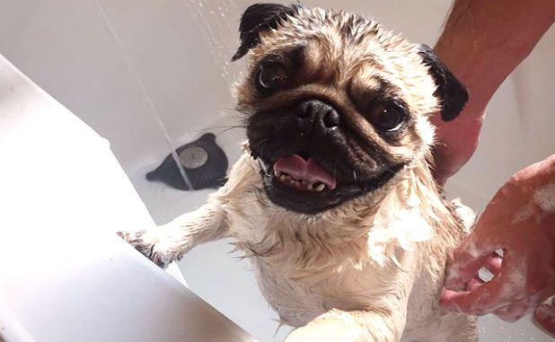 Por que os cachorros ficam tão animados depois do banho?