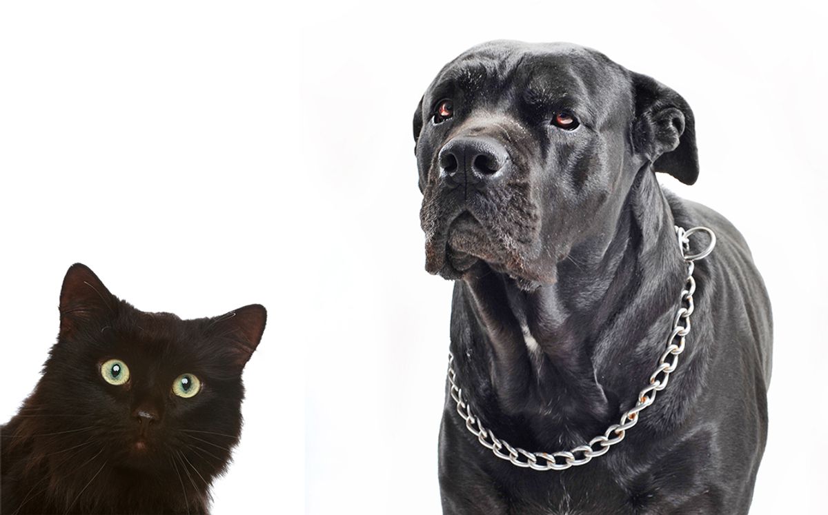 Síndrome do cão preto: a verdade ou o mito de que cães grandes (e gatos) pretos são menos adotados