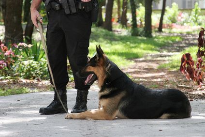 Treinamento de cães policiais exige disciplina do animal e do parceiro humano