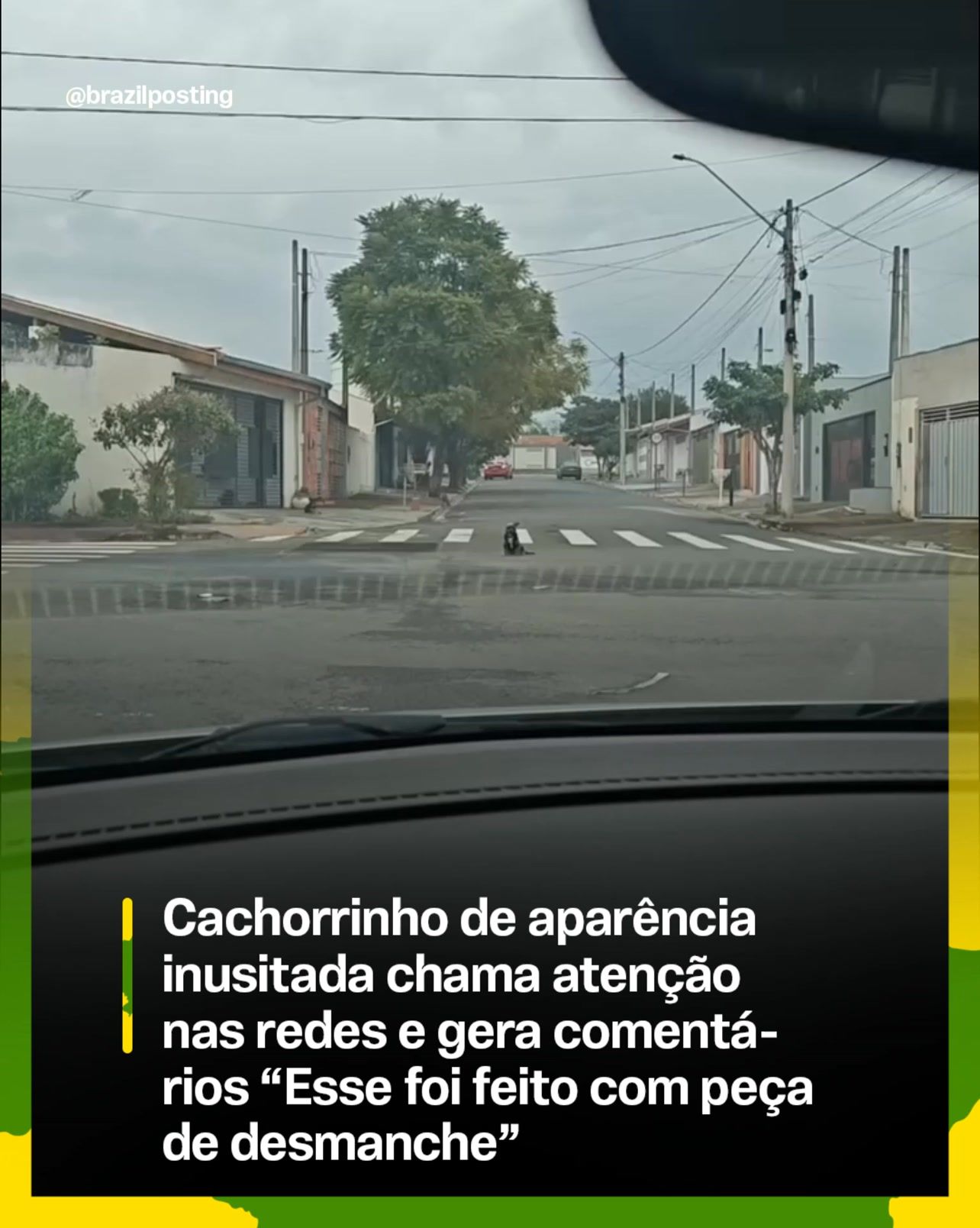 O cachorrinho de aparência inusitada que virou meme: a tradição brasileira de amar cães que parecem 'montados com peça de desmanche'