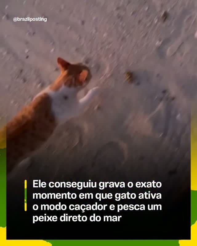 Gato doméstico consegue pescar peixe do mar se vir a oportunidade