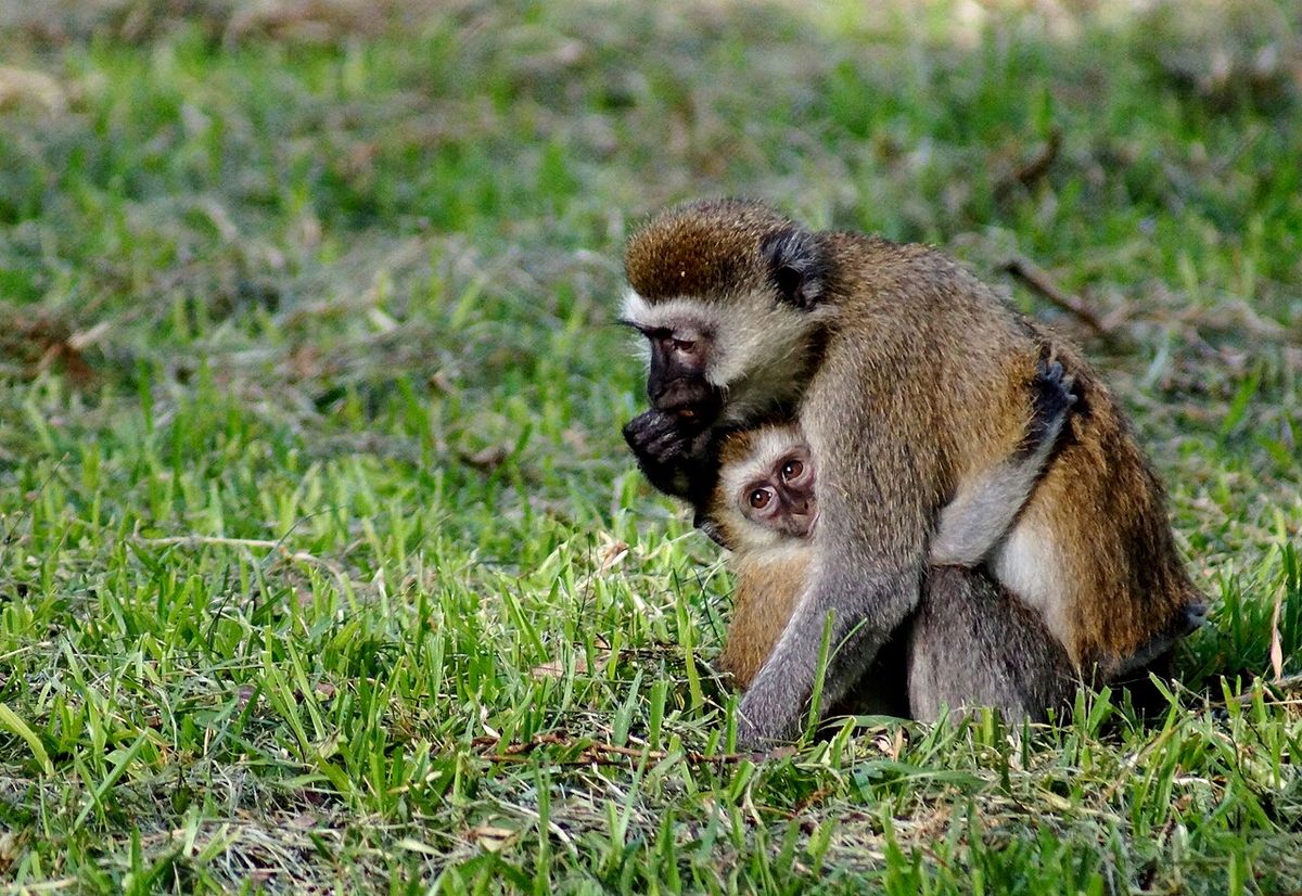 Behavioral phenomena in the animal kingdom: alloparenting