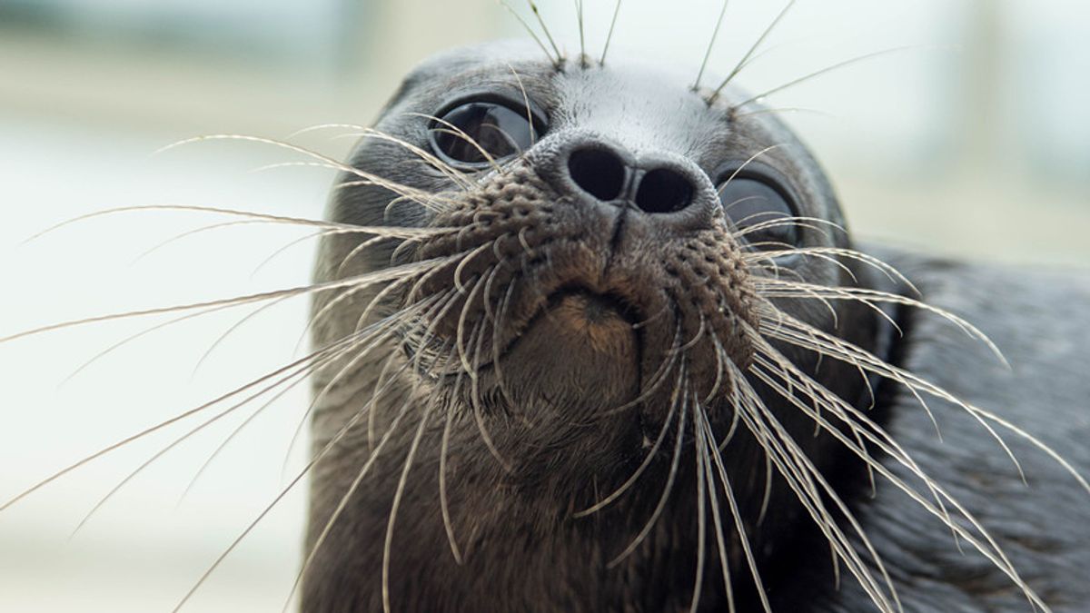 Foca Kroshik vira mascote não oficial de São Petersburgo; veja fotos