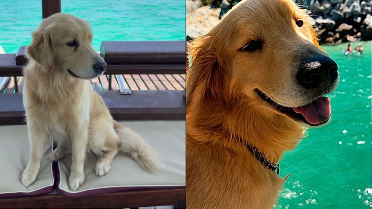 Passageira reclama de cachorro em escuna e web sai em defesa do Golden Retriever tranquilo