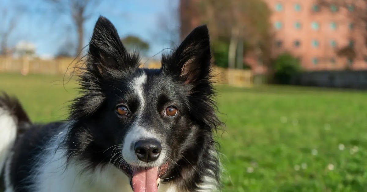 O Border Collie: Um cão de pastoreio inteligente e enérgico