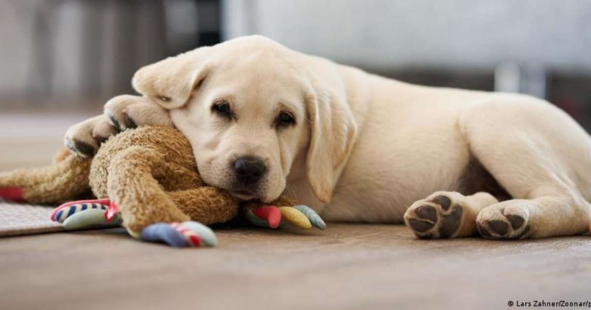 Humanização de pets é tendência em alta no Brasil