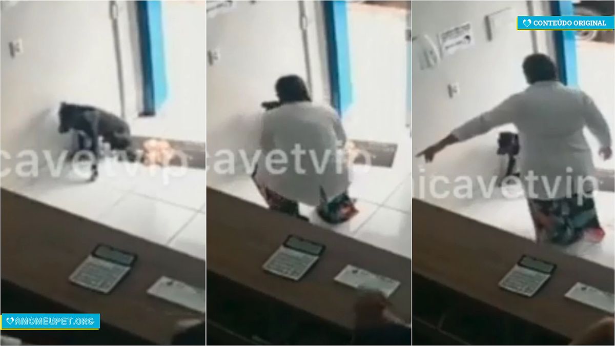 Cão de rua doente pede ajuda em clínica veterinária e ganha 'plano de saúde' grátis