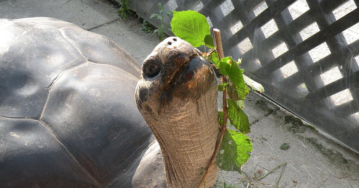 'Poldi': Uralte Klagenfurter Schildkröte gestorben
