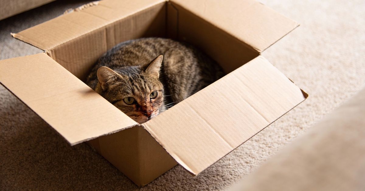 Por que os gatos amam caixas de papelão