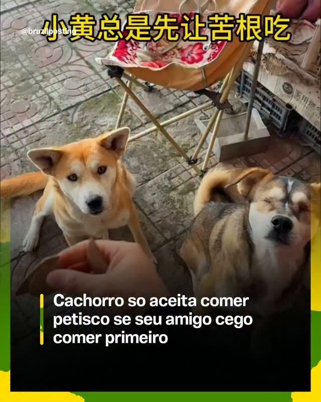 Dois cães caramelo observando uma mão ofrecendo petisco em ambiente externo com cadeira de lona e piso cinza ao fundo.
