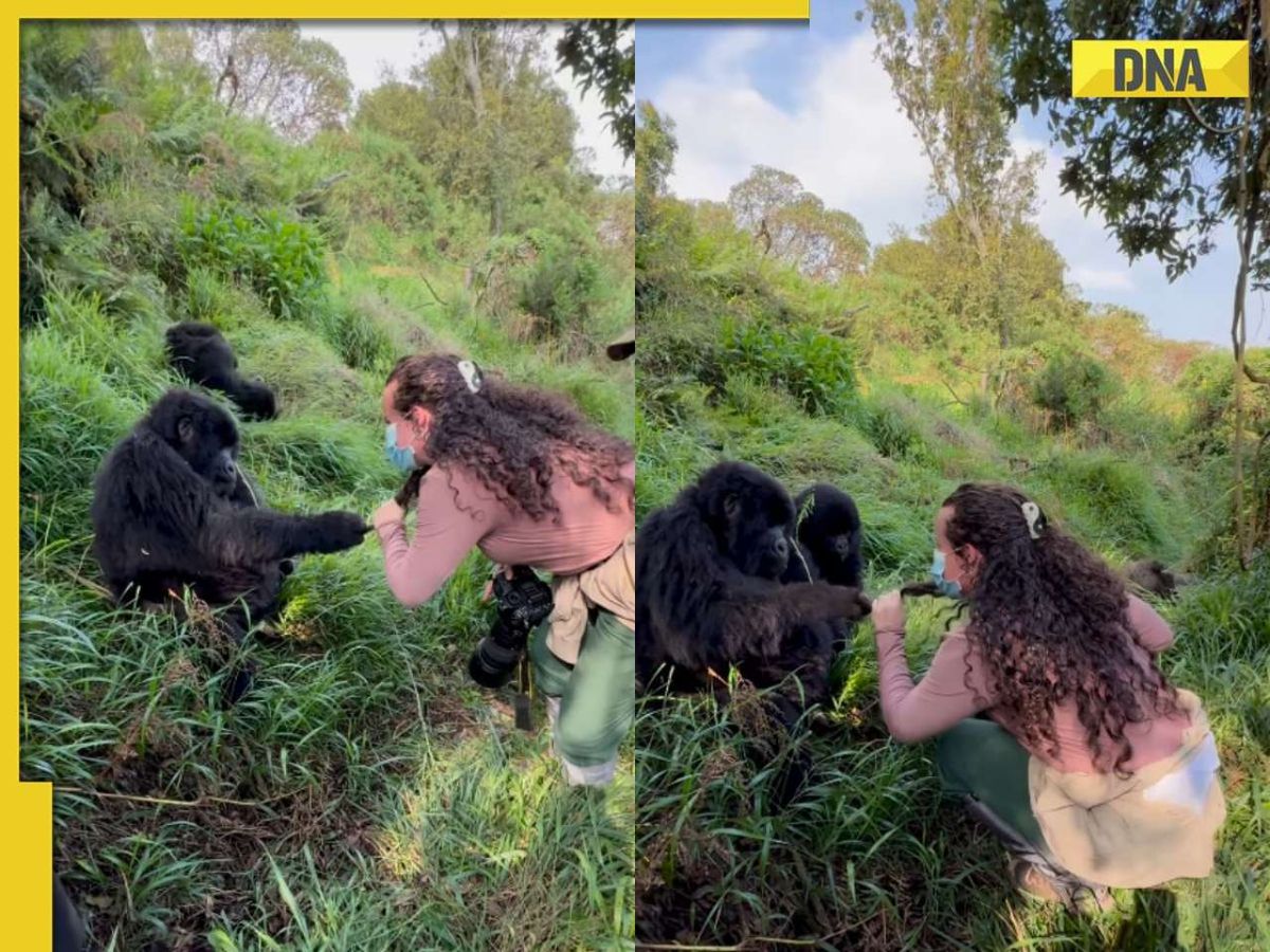 'That's a girl's girl': Viral video shows Gorilla pulling woman's hair, jealous mate steps in dramatically