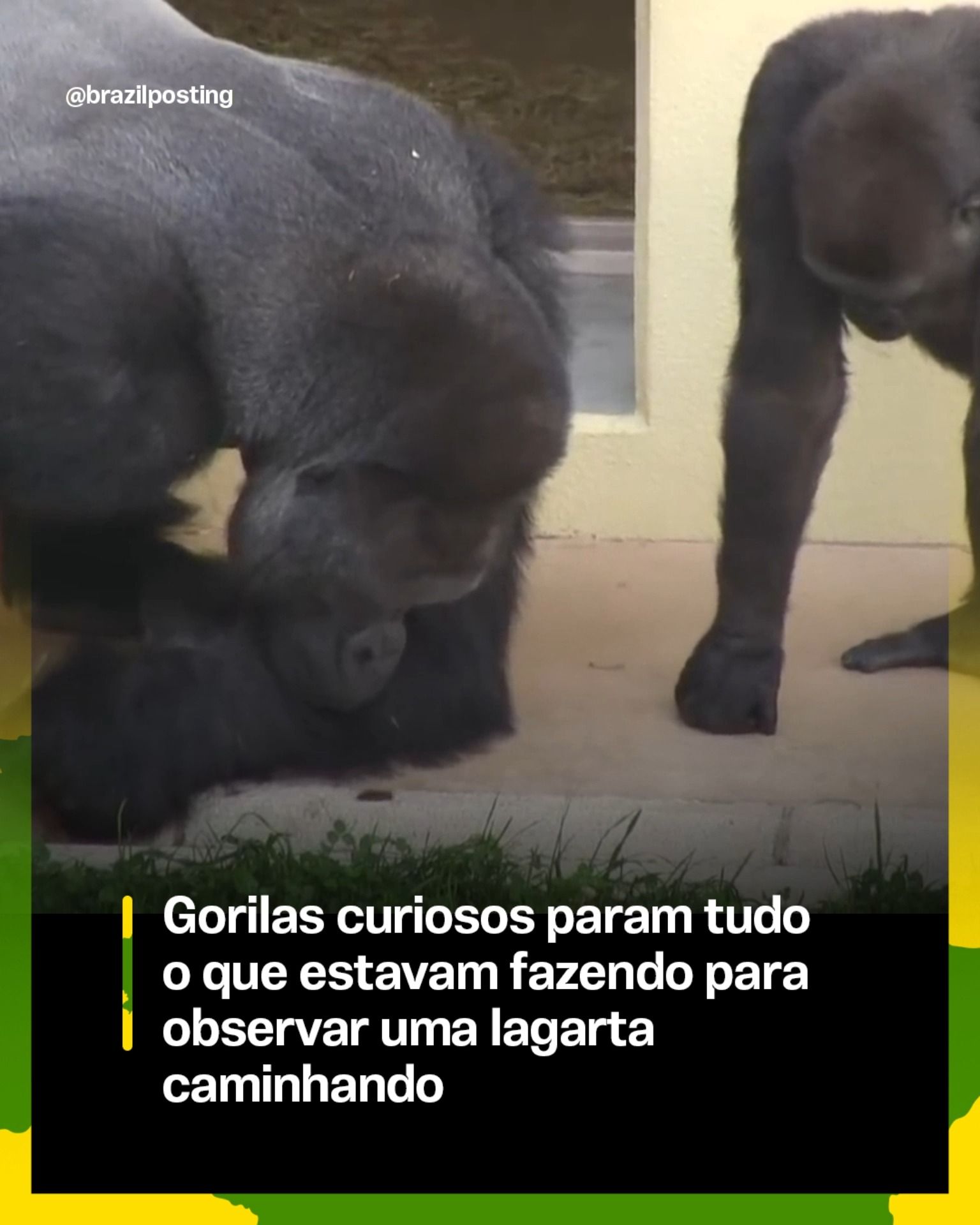 A curiosidade que une primatas: por que gorilas param tudo para observar insetos