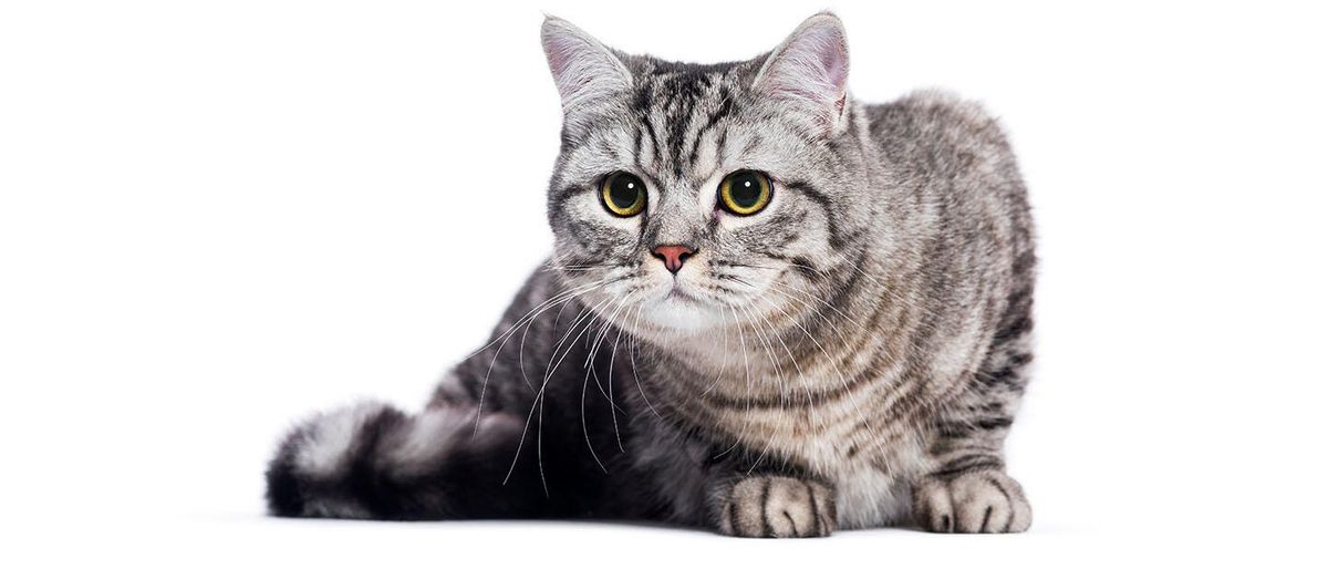 Adotei um gato arisco: como lidar