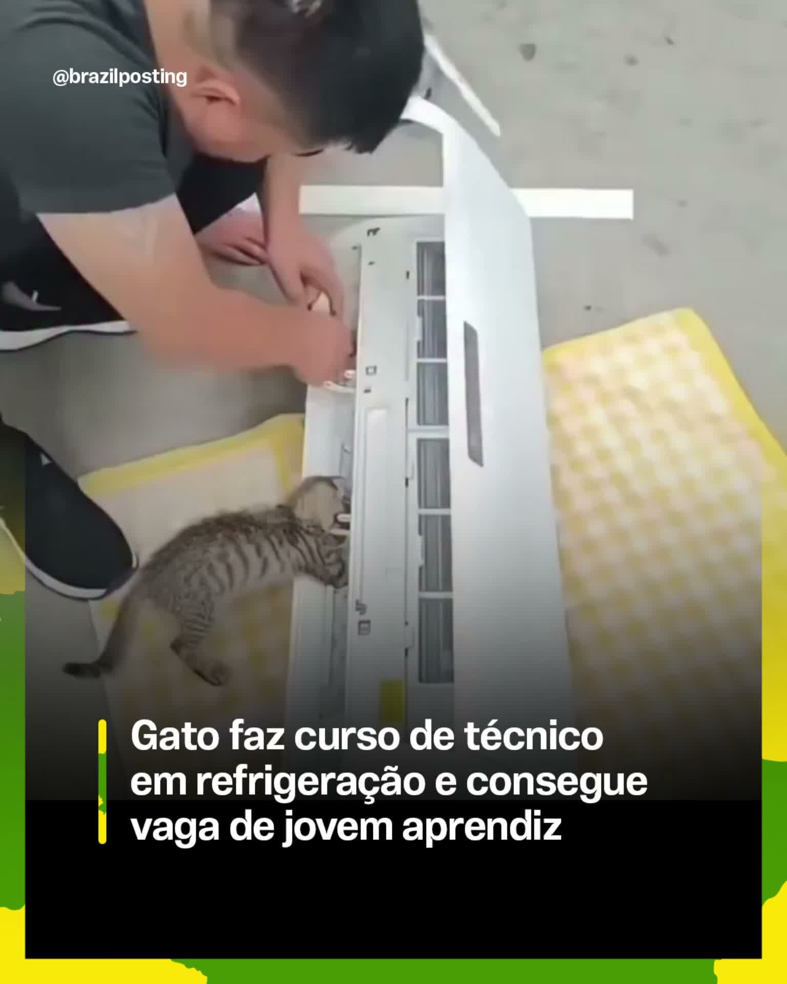 Gato curiosa a técnico em manutenção de ar-condicionado: entenda o comportamento felino
