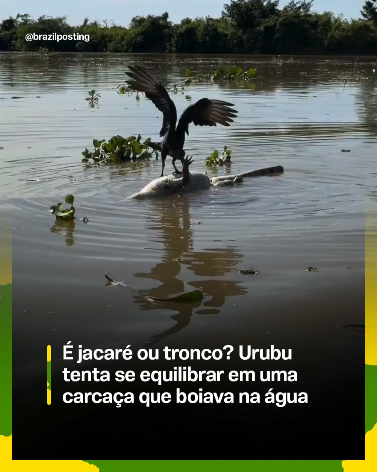 Urubu se equilibra em carcaça na água e ilusão de ótica intriga na internet