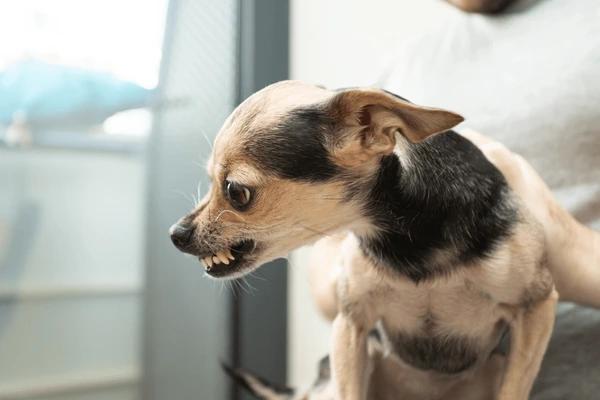 Cachorro agressivo: o que causa a agressividade