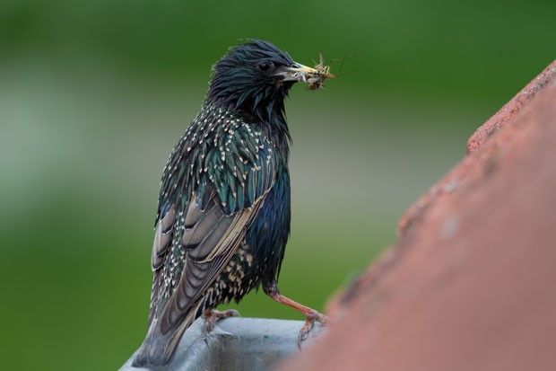 Quantidade inacreditável de insetos é consumida por aves todos os anos
