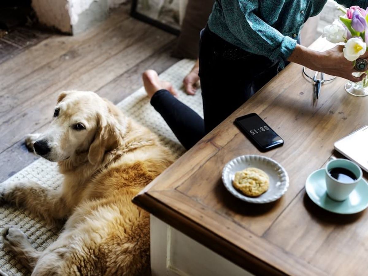 Golden Retriever em apartamento: ter ou não ter?
